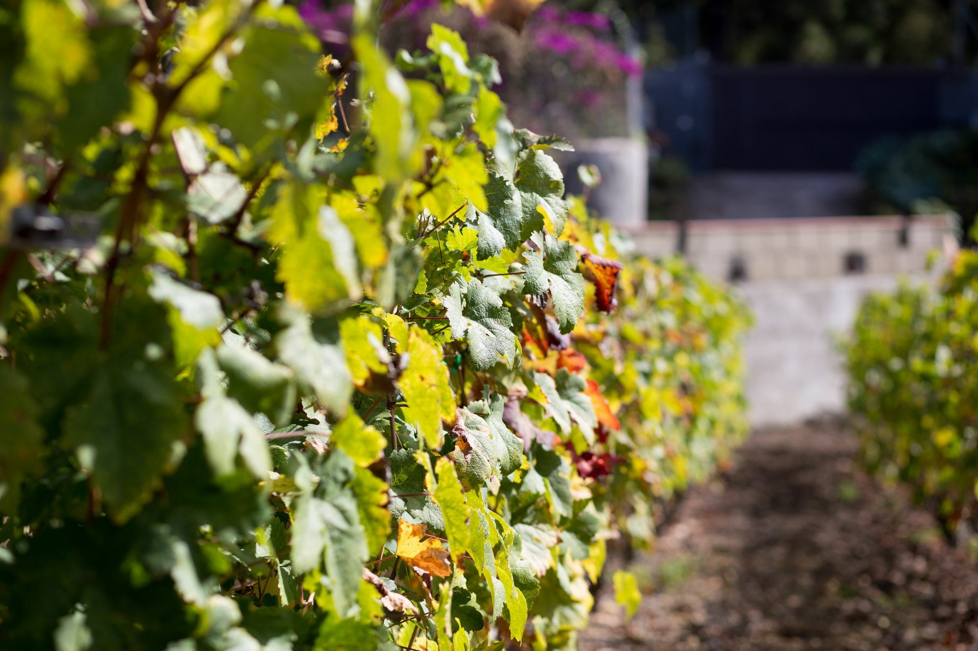 Finca Casa Yaya Icod De Los Vinos Zewnętrze zdjęcie